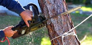 Best Lawn Pest Prevention  in Nixon, PA