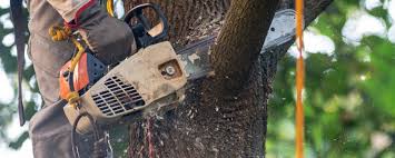 Best Emergency Tree Removal  in Nixon, PA