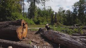 Professional Tree Care in Nixon, PA