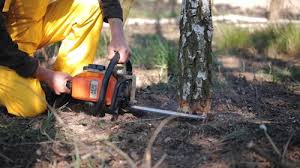 Best Commercial Tree Services  in Nixon, PA
