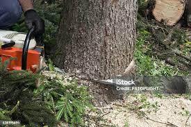 Best Tree Risk Assessment  in Nixon, PA