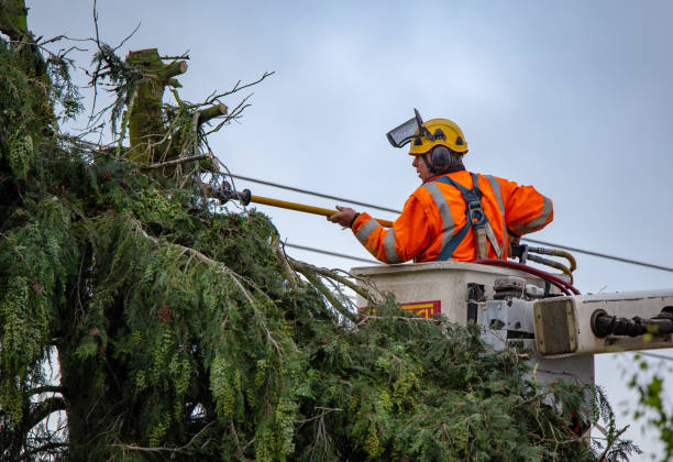 Best Tree Cabling and Bracing  in Nixon, PA