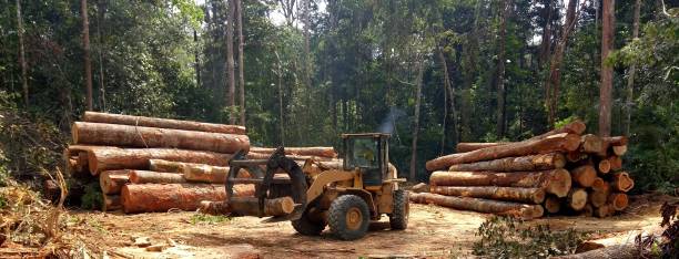 How Our Tree Care Process Works  in  Nixon, PA