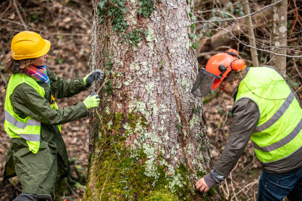 Best Tree Disease Treatment  in Nixon, PA