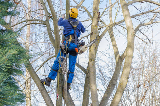  Nixon, PA Tree Care Pros