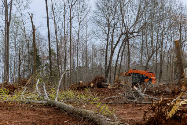 Best Hazardous Tree Removal  in Nixon, PA