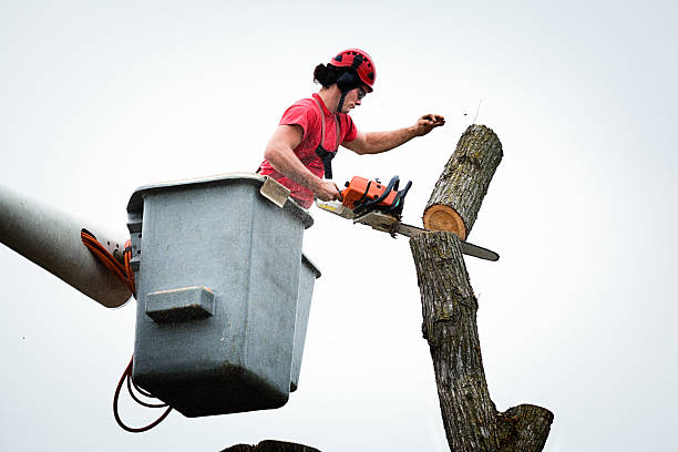 Best Tree Risk Assessment  in Nixon, PA