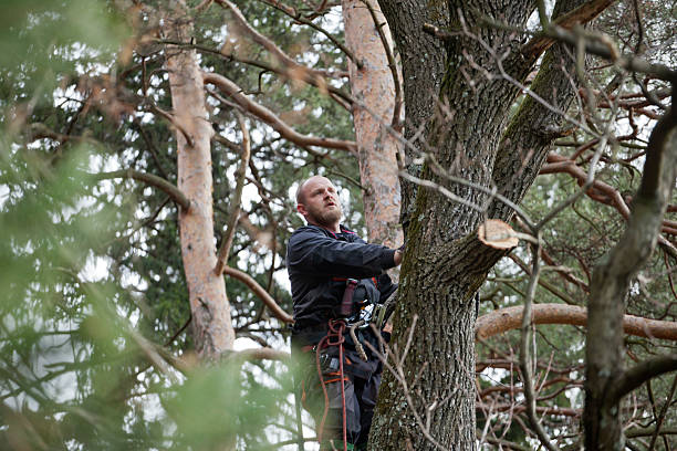 Best Commercial Tree Services  in Nixon, PA