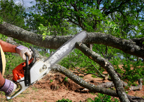 Best Firewood Processing and Delivery  in Nixon, PA