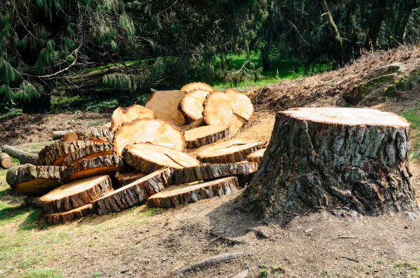 Best Tree Maintenance Programs  in Nixon, PA
